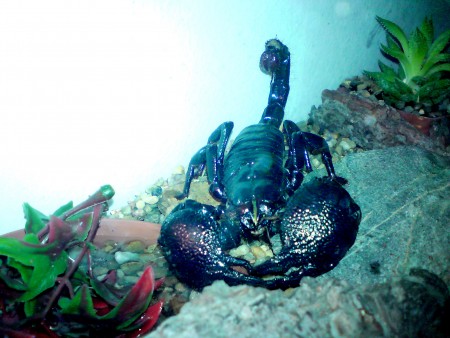 Pandinus Imperator