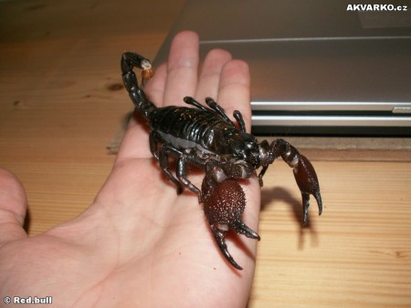 Pandinus Imperator